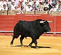 El Pilar Bull by Alexander Fiske-Harrison, Seville Feria 09