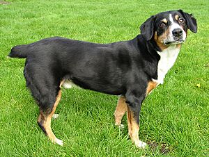 Entlebucher2 wb