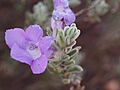 Eremophila caespitosa (sepals)