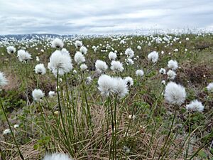 Eriophorum angustifolium (5858098416)
