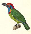 Eubucco versicolor 1838
