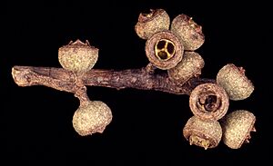 Eucalyptus laevopinea fruit