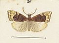 Fig 31 MA I437621 TePapa Plate-XXII-The-butterflies full (cropped)