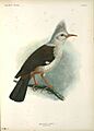 Fregilupus varius - John Gerrard Keulemans