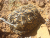 GeometricTortoise.gif