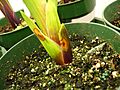 Gladiolus plant inoculated with B. gladioli