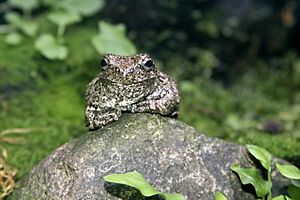 Grey Tree Frog (Hyla versicolor) (3151990943)