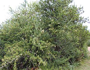 Gymnosporia heterophylla - African Spikethorn tree 6