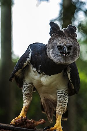 Harpy Eagle clutching captured bird - Itirapina Reserve