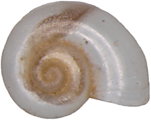 Hauffenia from Slovakia shell 2