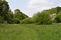 Hawkenbury Meadow 2