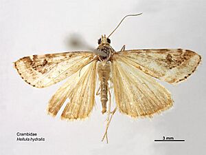 Hellula hydralis dorsal