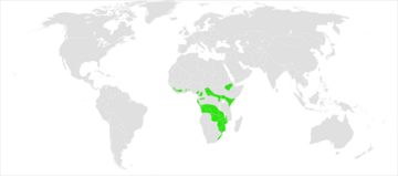 Hieraaetus ayresii distribution map.png