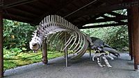 Humpback whale skeleton on display at Glacier Bay National Parl