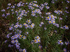 Ionactis linariifolia Arkansas.jpg