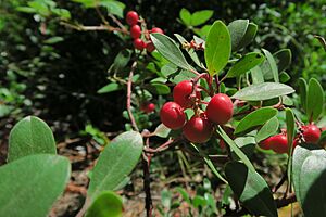 J20150605-0006—Arctostaphylos uva-ursi X (Humboldt mystery manzanita)—RPBG (17998226283)
