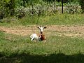 Jackson Zoo Addra Gazelle