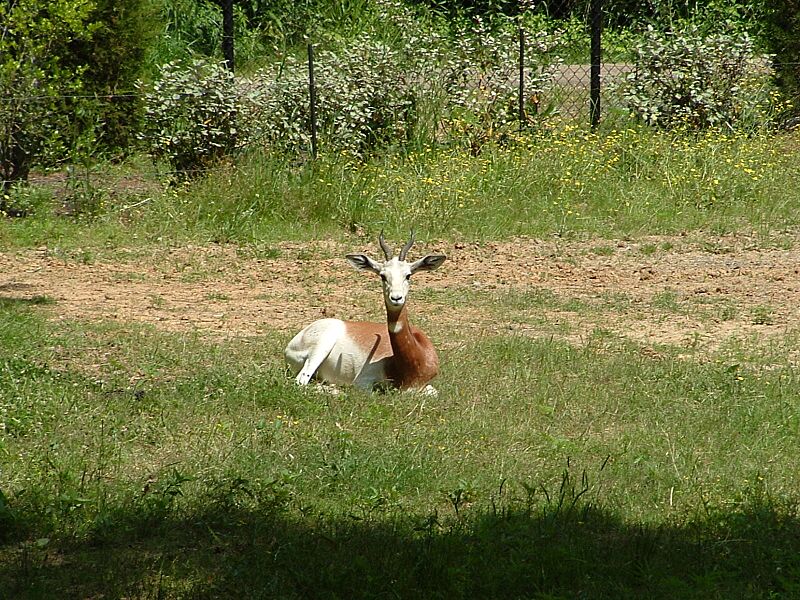 Jackson Zoo Addra Gazelle