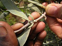 Jojoba-weibliche-blüte