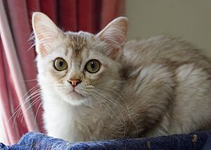 Kitten Alpha MMB 2021-08-22