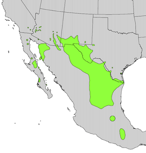 Koeberlinia spinosa range map.png