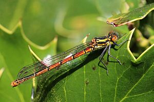 Large red damselfly (Pyrrhosoma nymphula) female form typica