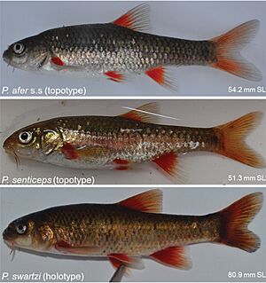 Live colours of Pseudobarbus species