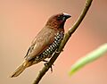 Lonchura punctulata (Nagarhole, 2004)