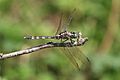 Long skimmer (Orthetrum trinacria) female