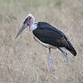 Marabou stork, Leptoptilos crumeniferus edit1