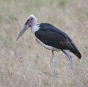 Marabou Stork Facts For Kids