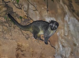 Masked Palm Civet