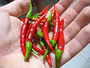 Mature Chile de arbol peppers