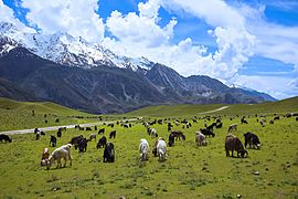 Meadows of Chitral Gol National Park; Tahsin Shah 03