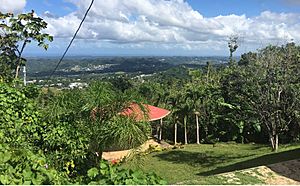 View from near the top of Cuchillas in Morovis