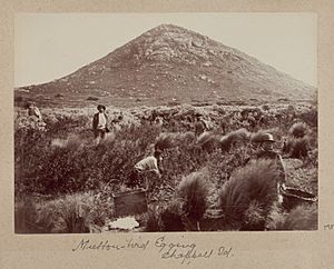 Mutton-bird-egging-chappell-island-1893-377736-medium