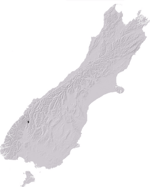 NZAcrididae4.png