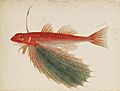 Naturalis Biodiversity Center - RMNH.ART.188 - Dactyloptena orientalis (Cuvier) - Kawahara Keiga - 1823 - 1829 - Siebold Collection - pencil drawing - water colour