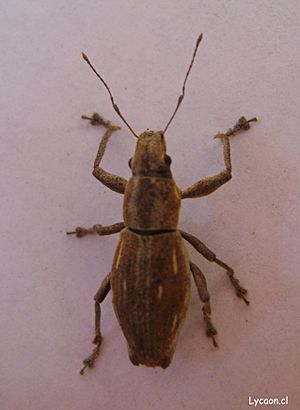 Naupactus xanthographus.jpg