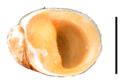 Neripteron violaceum shell