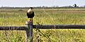 Northern crested caracara (Caracara cheriway), Attwater Prairie Chicken National Wildlife Refuge, Colorado County, Texas, USA (24 May 2014)