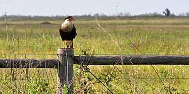 Northern crested caracara (Caracara cheriway), Attwater Prairie Chicken National Wildlife Refuge, Colorado County, Texas, USA (24 May 2014)