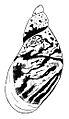 Novisuccinea chittenangoensis 2