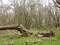 Old Sulehay Forest - geograph.org.uk - 154351