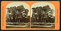 Old elm tree, Boston Common, from Robert N. Dennis collection of stereoscopic views 3