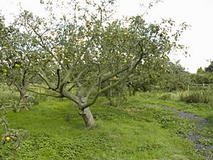 Orchard3