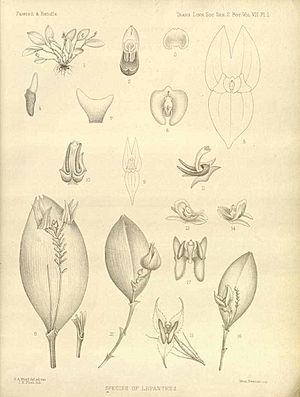 Orchidaceae Illustration by H. A. Wood