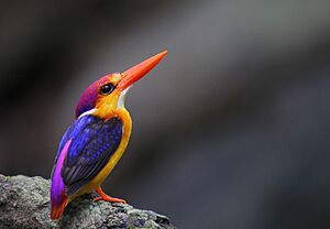 Oriental Dwarf Kingfisher (male)