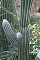Pachycereus militaris 0zz