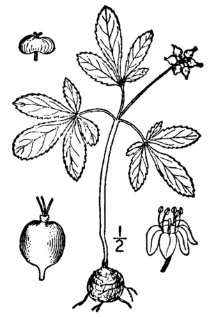 Panax trifolius BB-1913